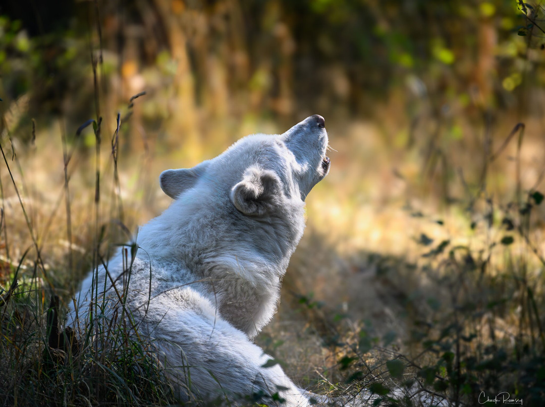Wolf Haven International-Tenino必去景点