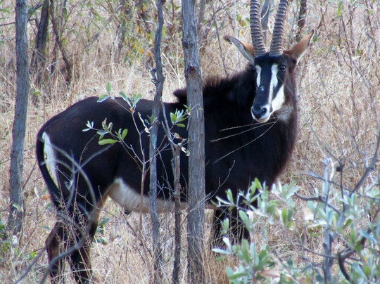 Frame The Wild Pty Ltd