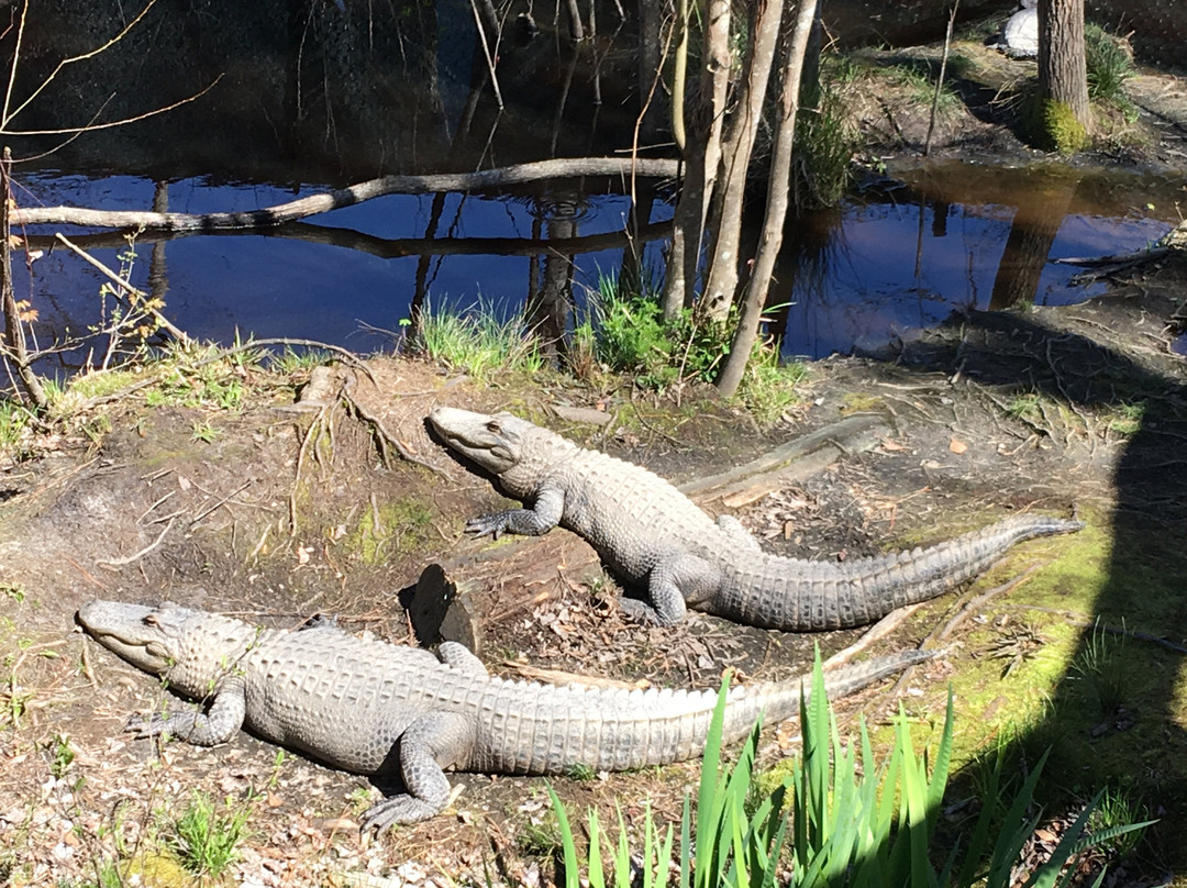 The Swamp Park-Ocean Isle Beach必去景点