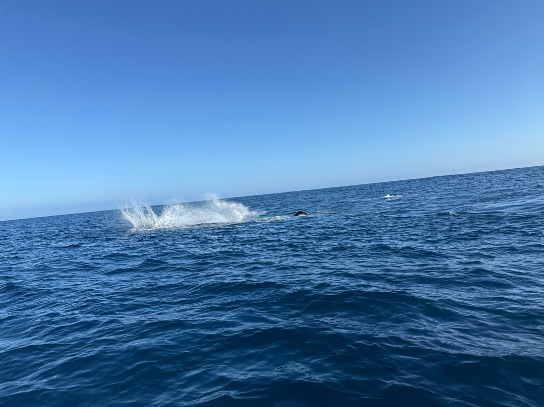 Deep Blue Diving-努库阿洛法必去景点