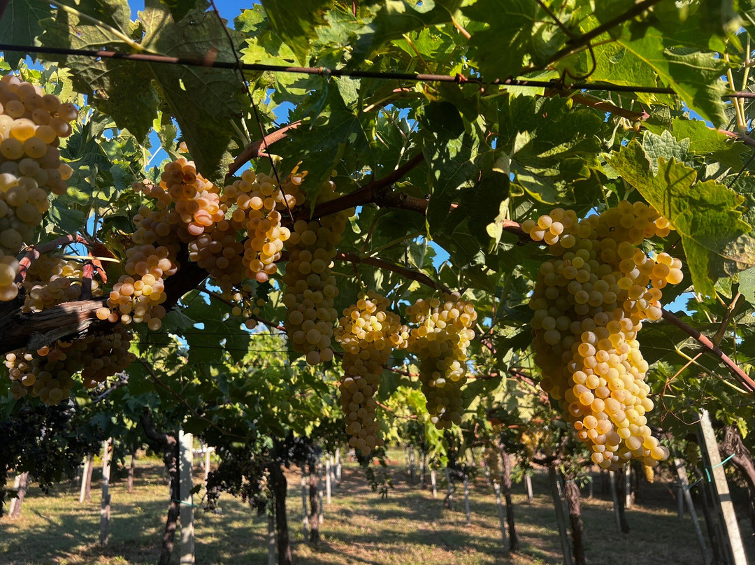 Agriturismo Il Borgo Degli Ulivi主图