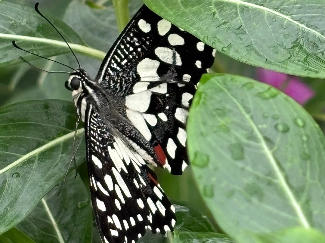 Bannerghatta Biological Park-班加罗尔必去景点