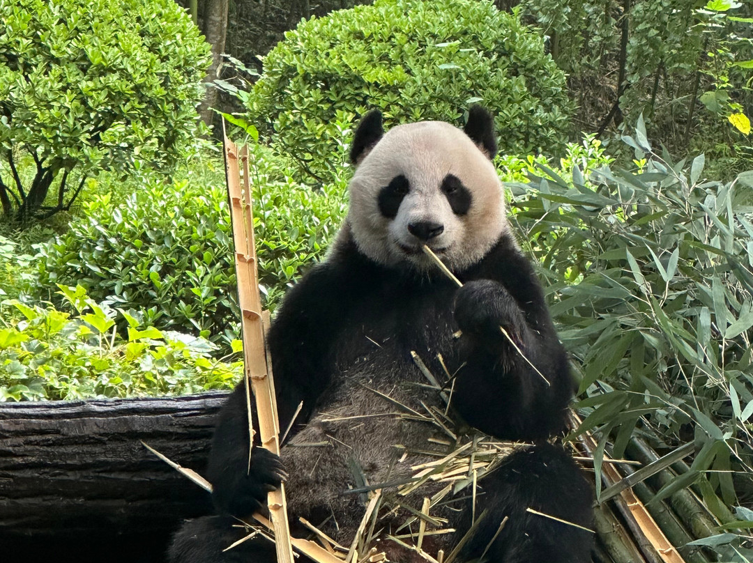 My Panda Tours-成都必去景点
