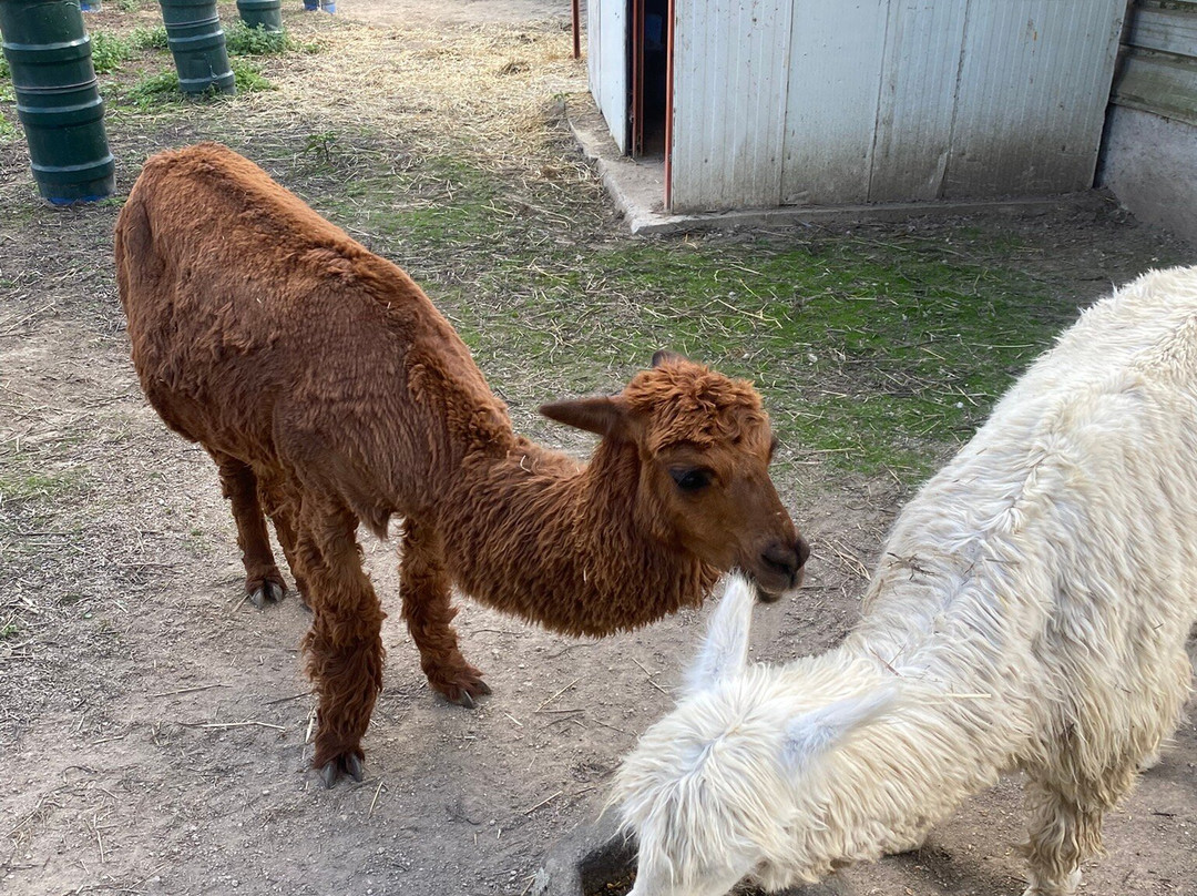 Quinta Pedagógica Quinta das Manas-吉马良斯必去景点