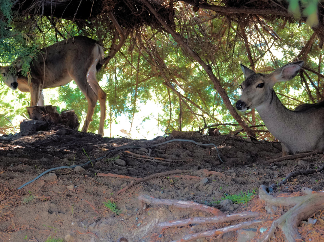 Beamers Hells Canyon Tours-Clarkston必去景点