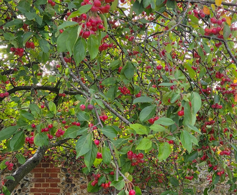 Abbey Gardens-圣埃德蒙兹伯里必去景点