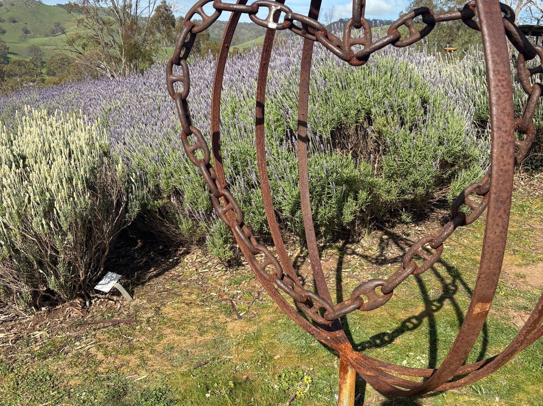 Lyndoch Lavender Farm-林道必去景点