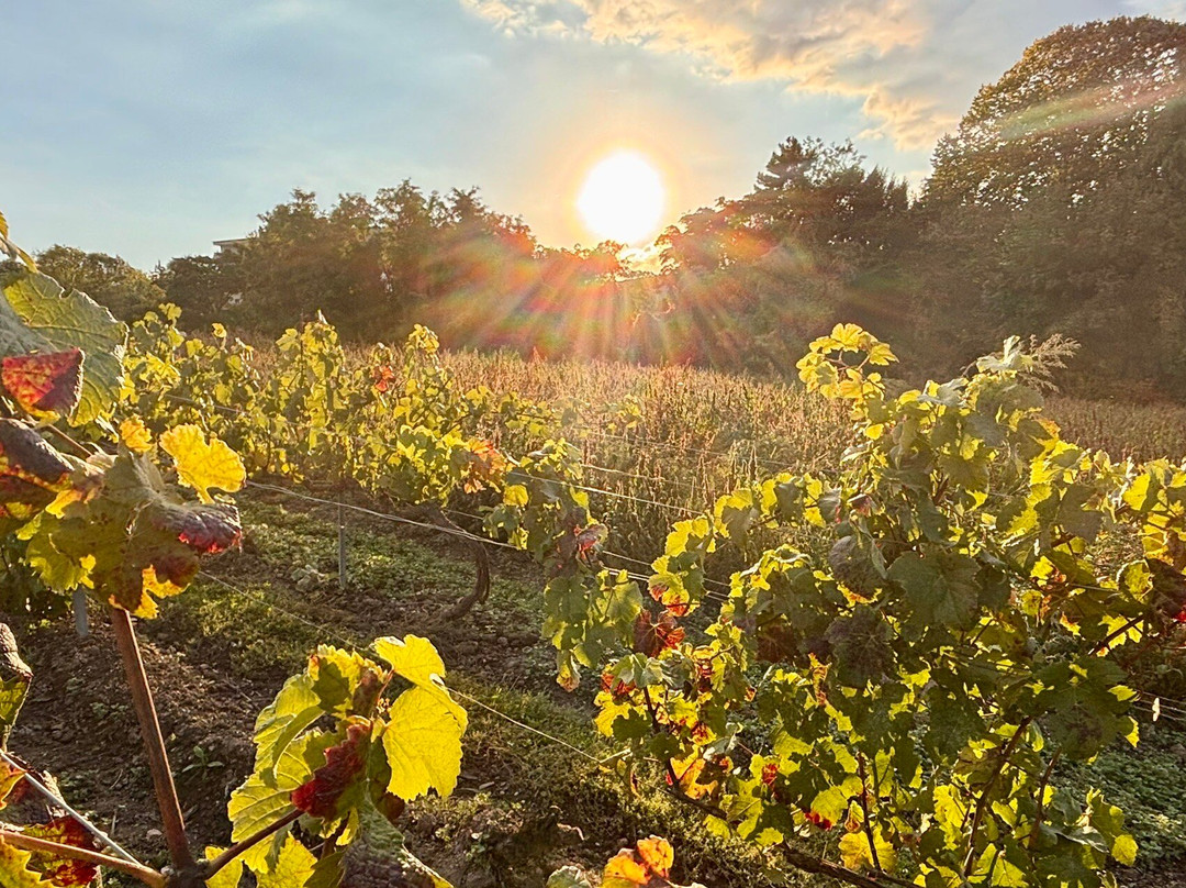 Hotel Jean Moet主图