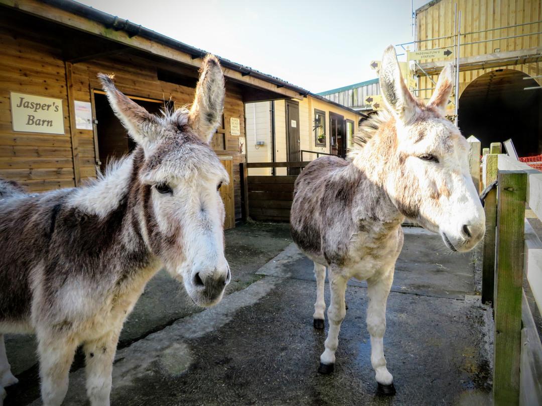 The Flicka Foundation - Donkey Sanctuary-Penryn必去景点