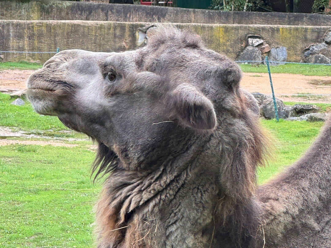 Touroparc Zoo-Romaneche-Thorins必去景点