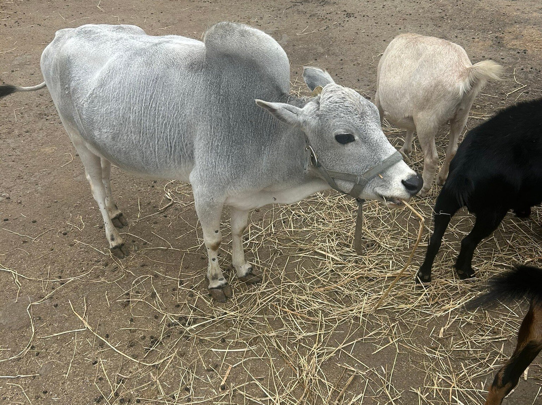 Triple C Farm-安卡斯特必去景点