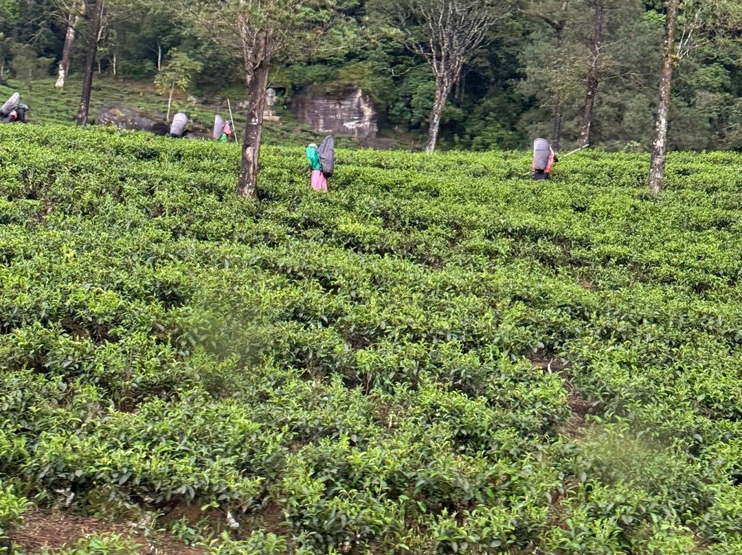 Travel  to Sri Lanka-Mirigama必去景点