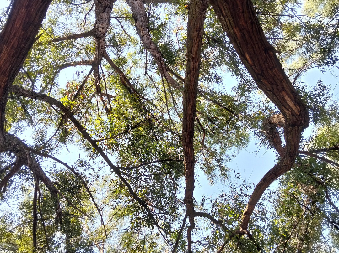 Acrobranch Pretoria North-比勒陀利亚必去景点