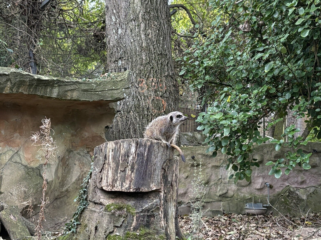 Newquay Zoo-纽奎必去景点