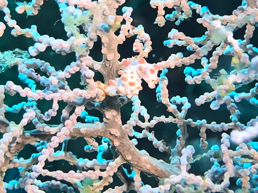 Scuba Junkie Komodo-Labuan Bajo必去景点