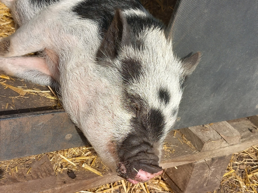 Kew Little Pigs Farm Ltd-Amersham必去景点