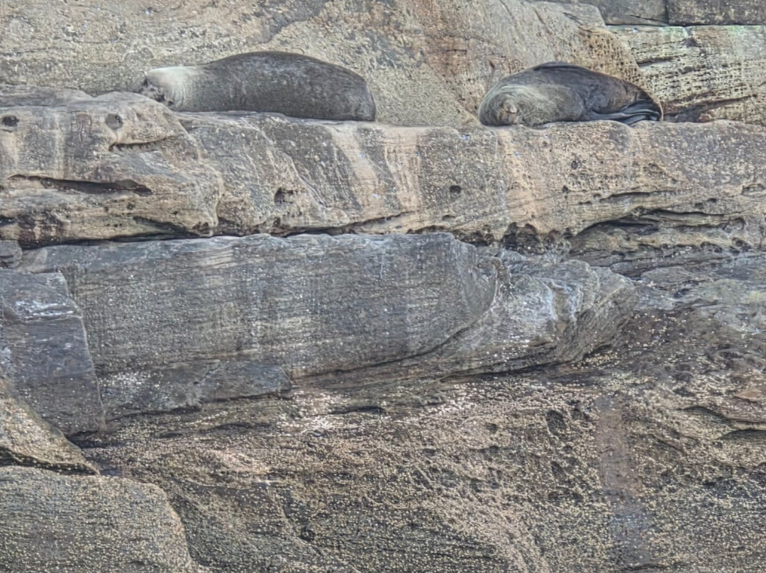 Go Whale Watching Sydney-悉尼必去景点