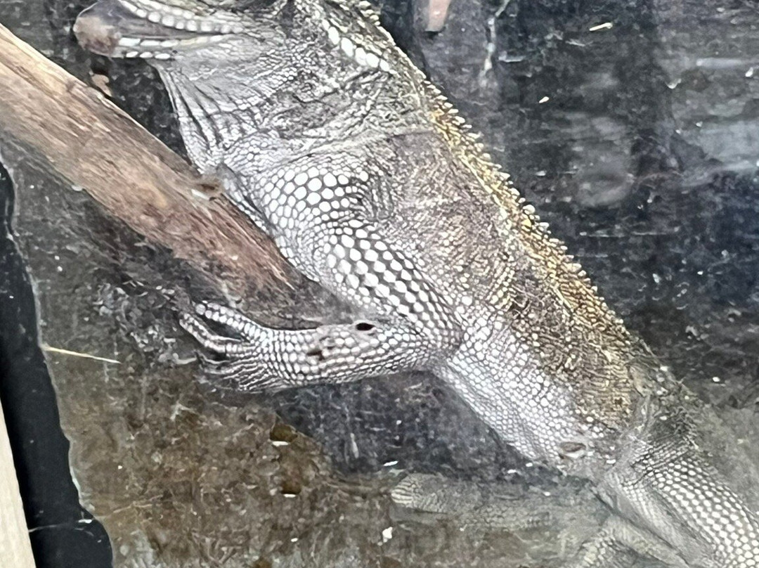 Plantasia Tropical Zoo-斯温西必去景点
