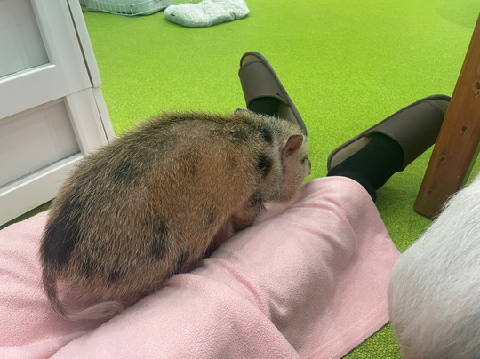 Mipig Cafe Fukuoka-Chuo必去景点