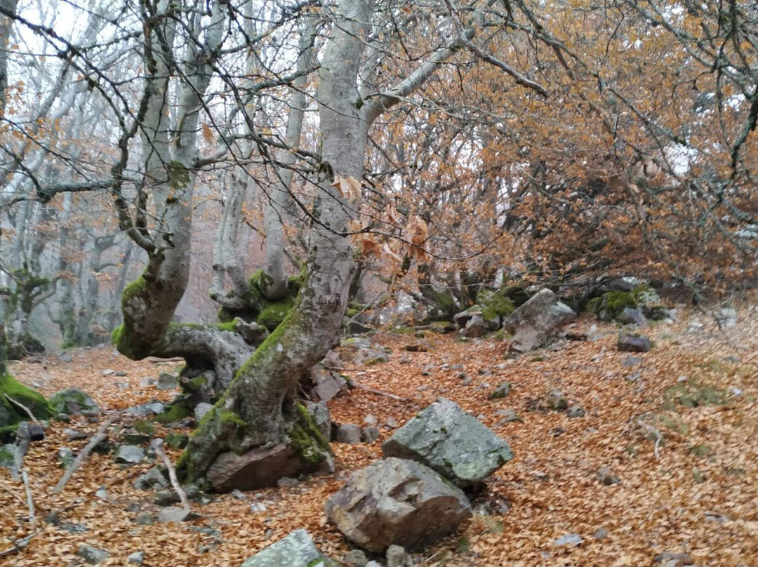 Hayedo de La Pedrosa-Riaza必去景点