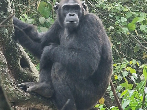 Friendly Gorillas-坎帕拉必去景点