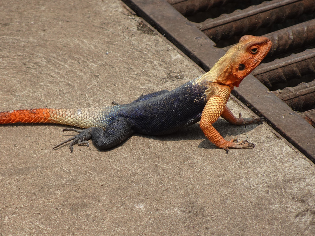 Kalandula Falls-Kalandula必去景点