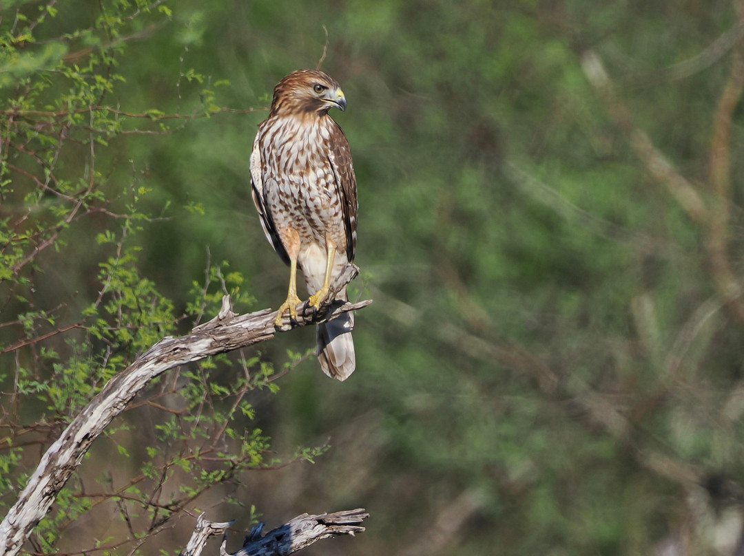 King Ranch Visitor Center-Kingsville必去景点