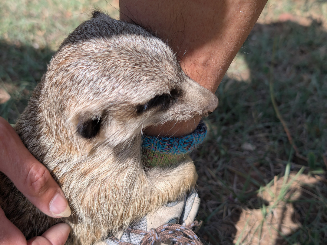 Lion and Cheetah Sanctuary-柯立南必去景点