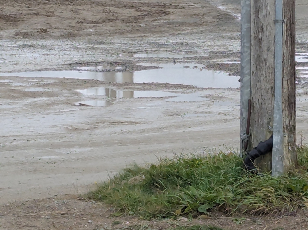 Polar Bear Express-Cochrane必去景点