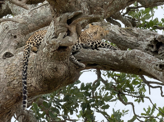 LE KOBE ADVENTURES & SAFARIS-桑给巴尔市必去景点