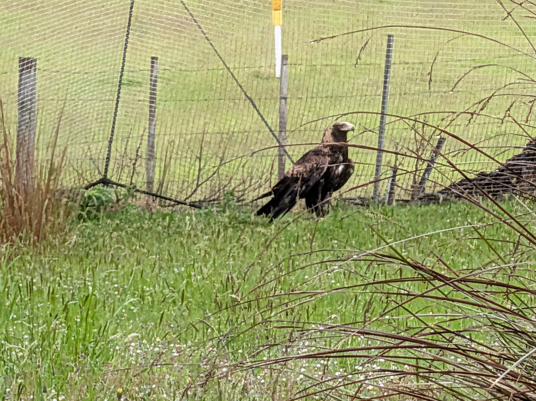 Raptor Refuge-Kettering必去景点