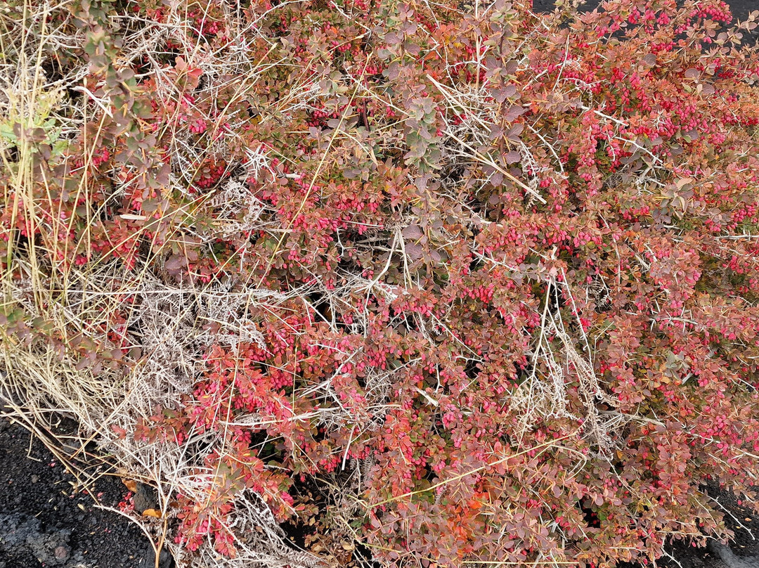 The Etna volcano on Sicily-林瓜格洛萨必去景点