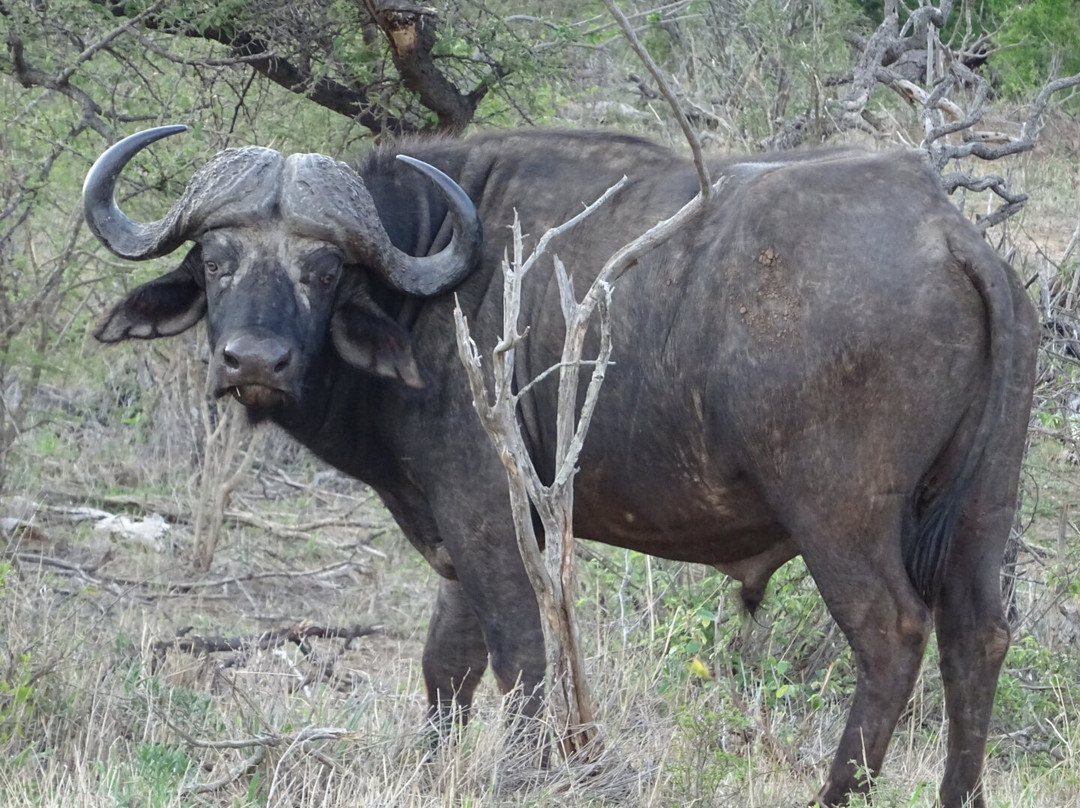 Stones Safaris-霍德斯普鲁特必去景点