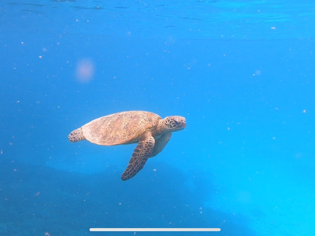 Lady Elliot Island Day Tour-埃里奥特夫人岛必去景点