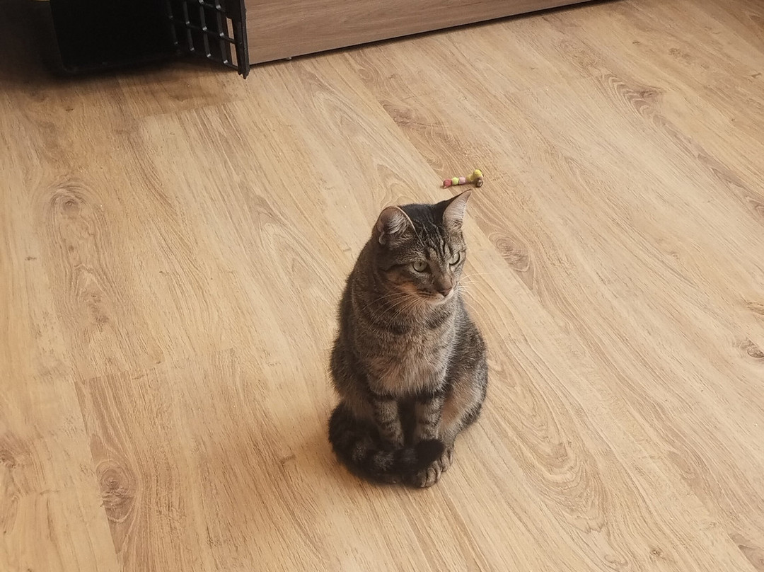 My Cat Café Cascavel