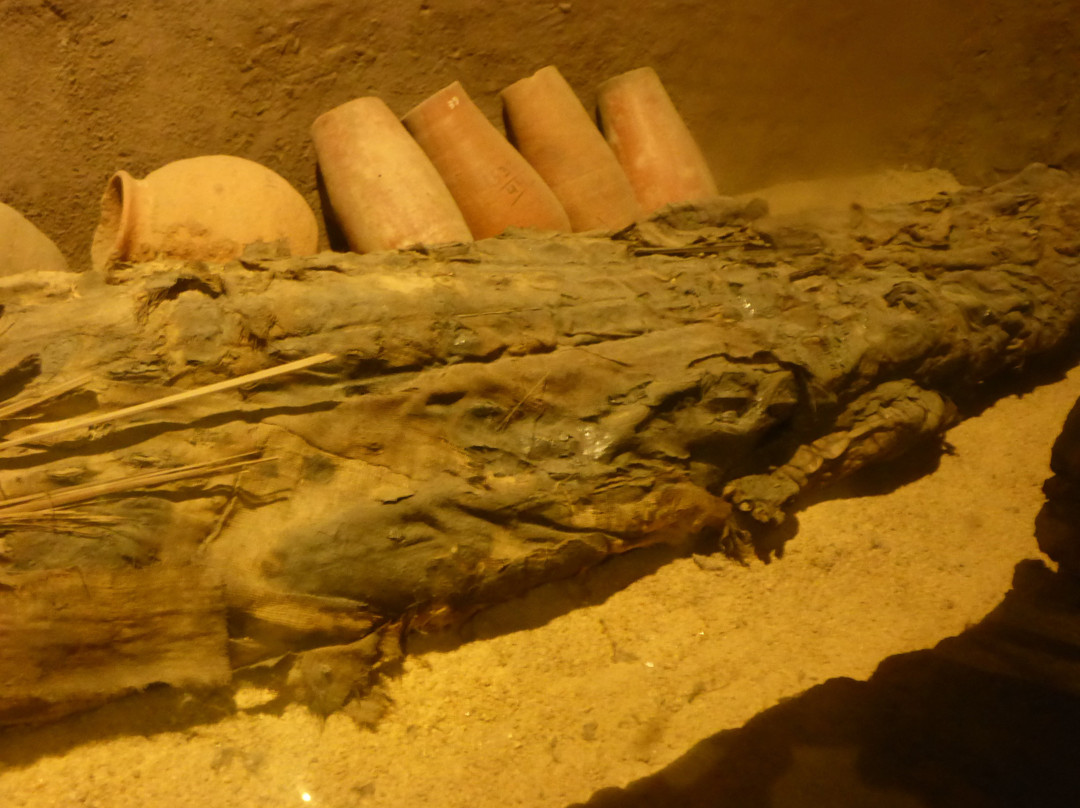 Crocodile Museum-Kom Ombo必去景点