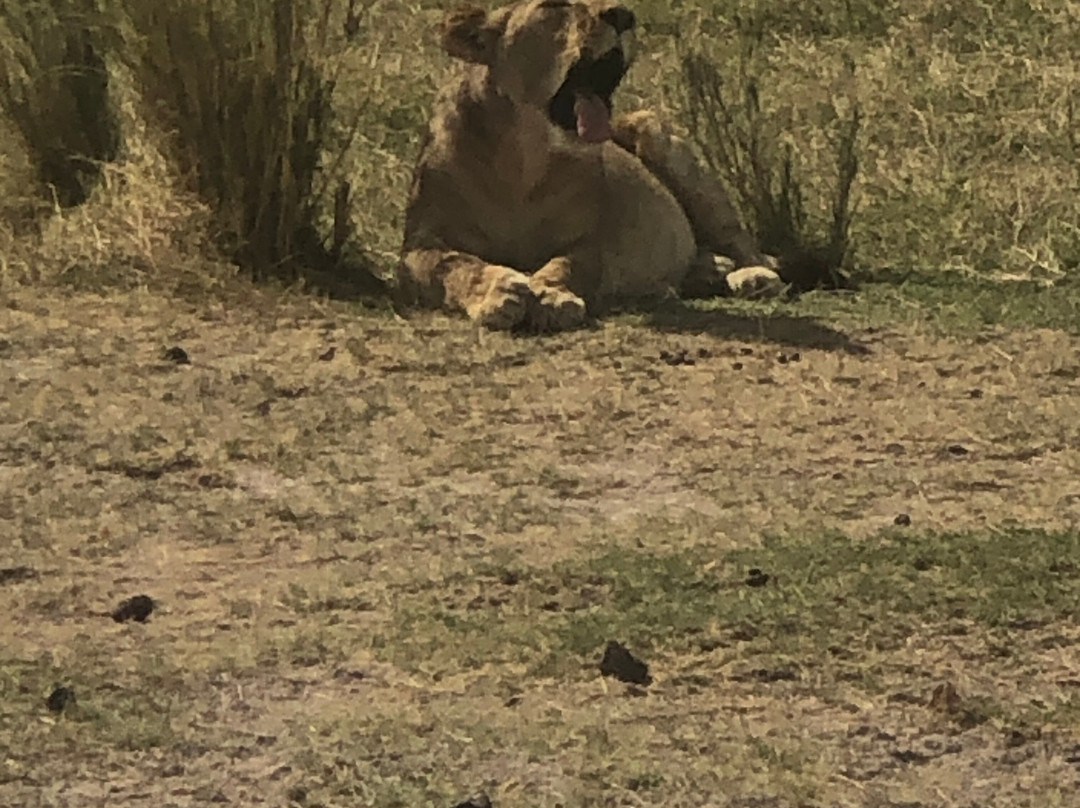 Amboseli National Park-Amboseli Eco-system必去景点