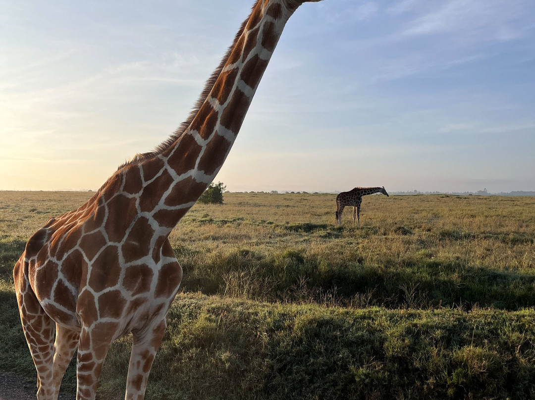 African Trails Expeditions-内罗毕必去景点