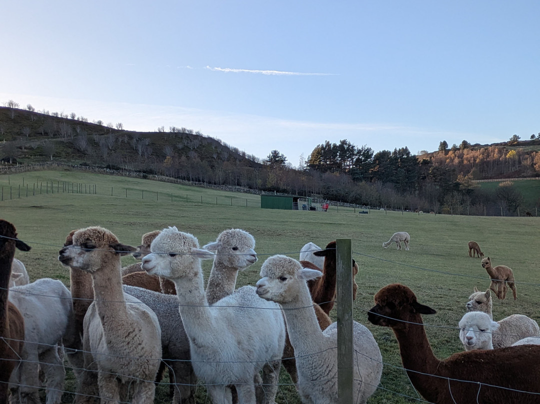 BobCat Alpacas-爱丁堡必去景点