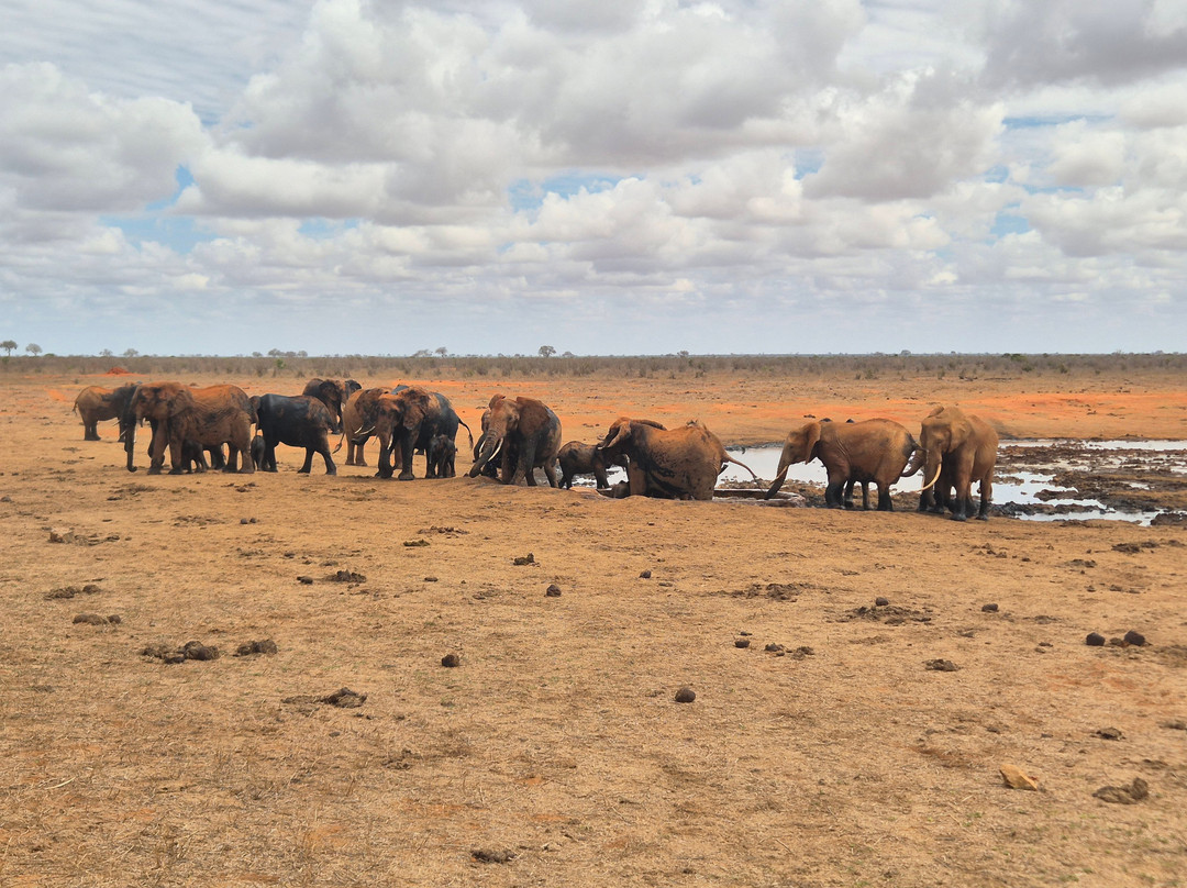 Safari Mit Peter Mutua Muli Aus Kenia-迪亚尼必去景点