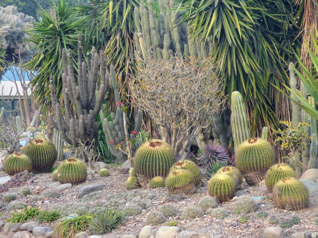 Sarkaria Cactus Garden-Panchkula必去景点