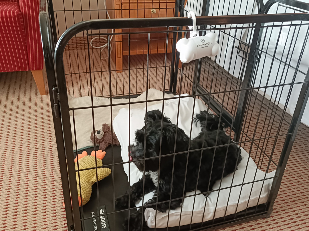 埃森市喜来登酒店主图