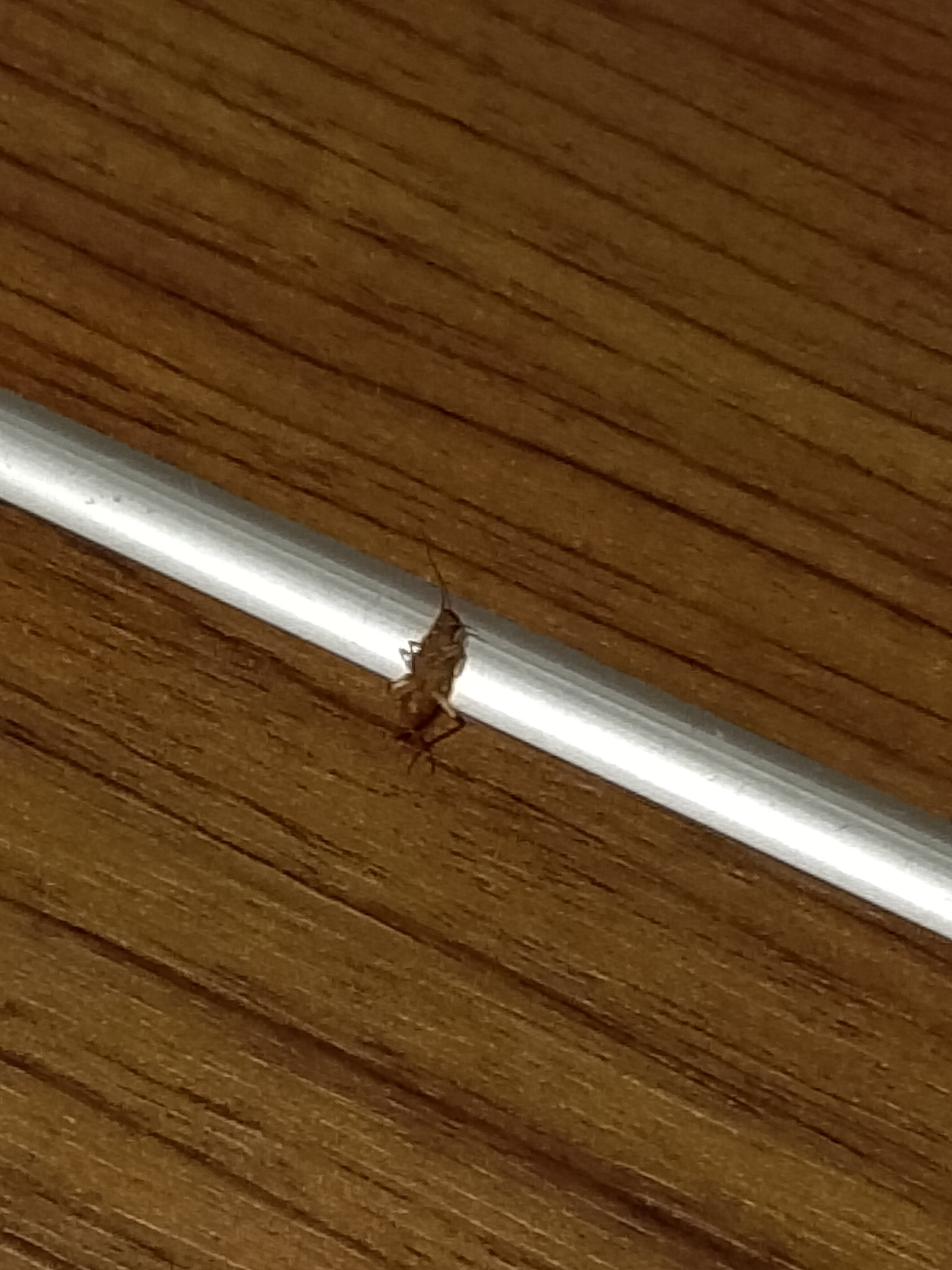 Hotel Belle Vue-官方