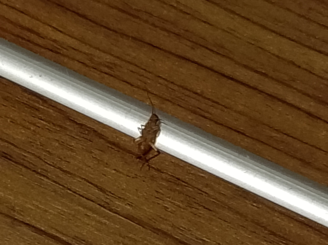 Hotel Belle Vue主图