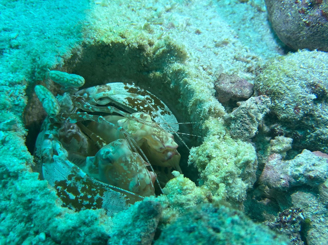 Family Divers Maldives-拉斯胡必去景点