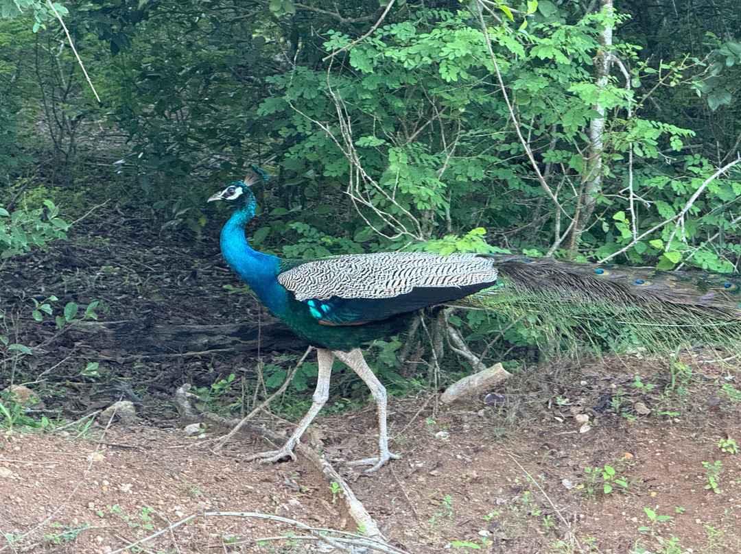 Excellent Lanka With Madu-卡图纳耶克必去景点