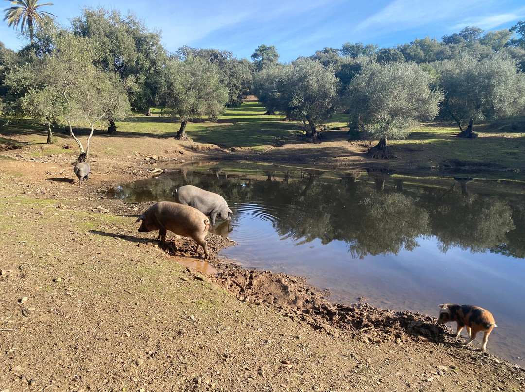 Ibéricos Vázquez-阿拉塞纳必去景点