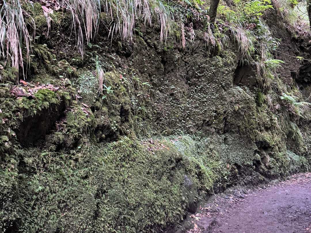 PR11 Vereda dos Balcões-Ribeiro Frio必去景点
