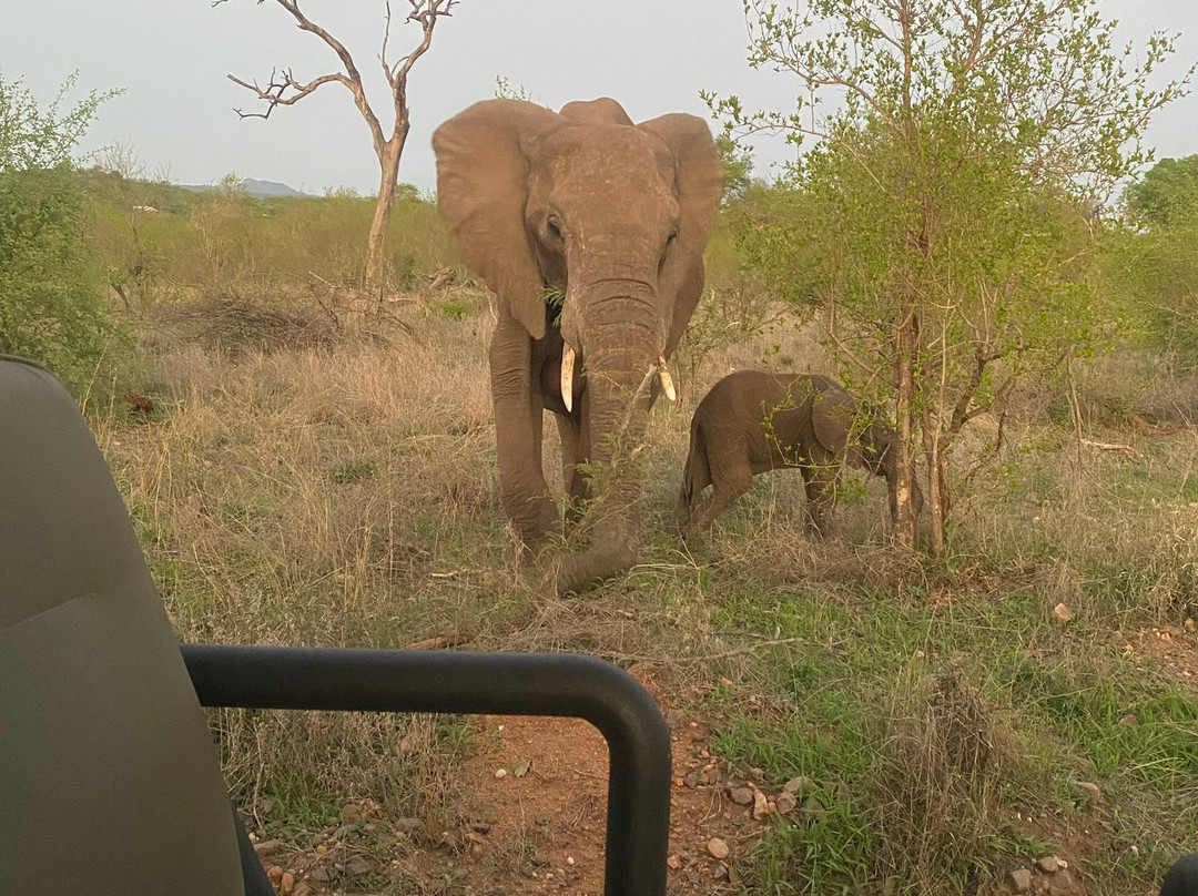 African Safari Group-开普敦必去景点