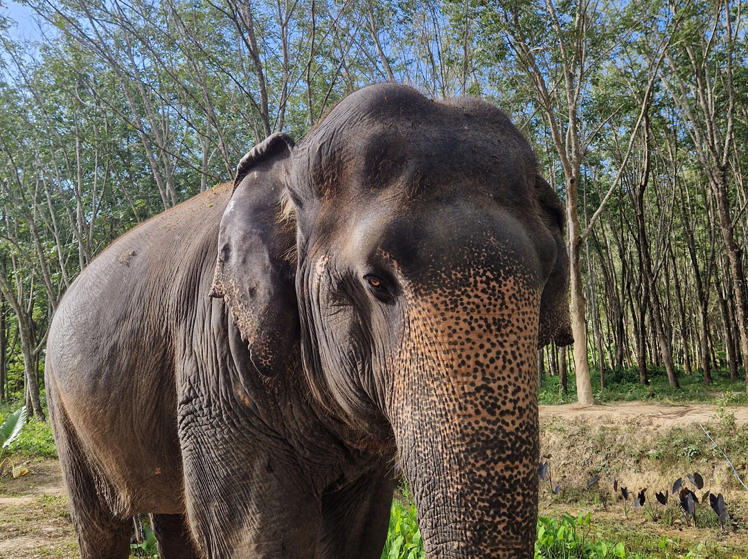 Lanta Island Safari Elephant Lover-Khlong Hin必去景点